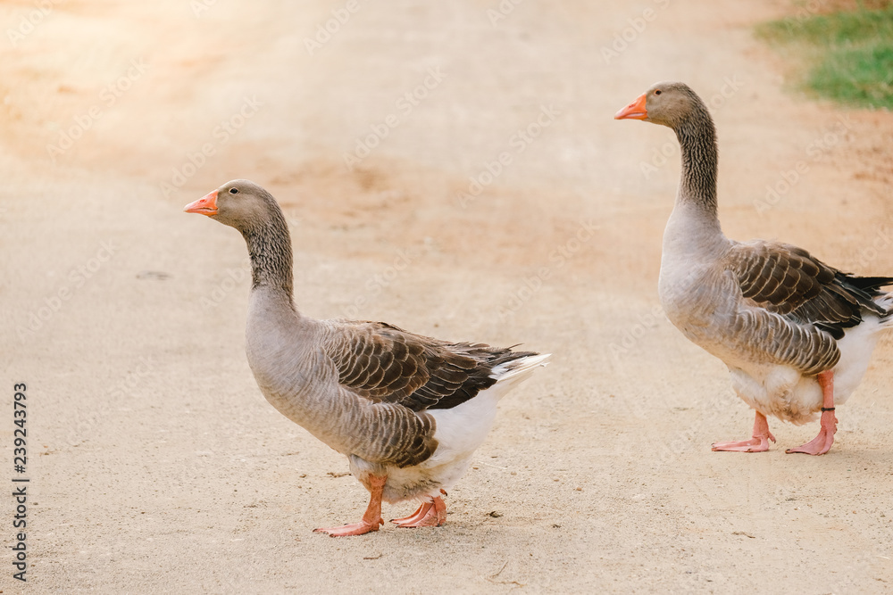 gooses walk across on a street road gooses walk across on a street road