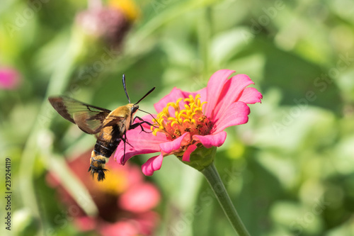 Hummingbird Clearwing hovering over a pink zinnia with its proboscis extended