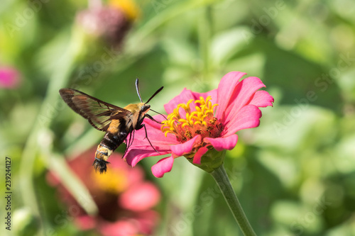 Hummingbird Clearwing hovering over a pink zinnia with its proboscis extended © Tina