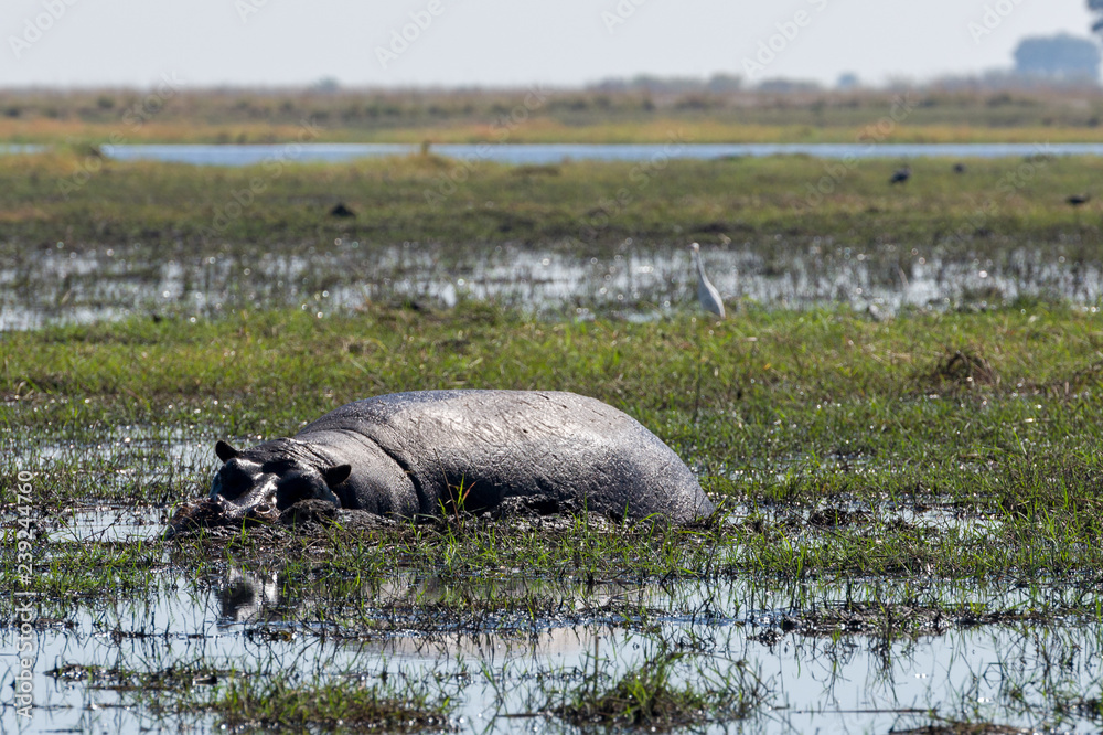 Fototapeta premium Hippo in Chobe National Park