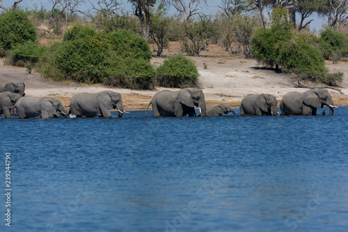 Elephants in Chobe Nationa Park