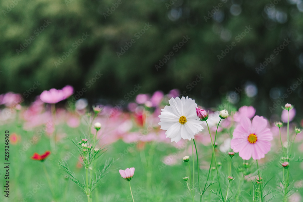 Cosmos flower (Cosmos Bipinnatus) with blurred bokeh background Cosmos flower (Cosmos Bipinnatus) with blurred bokeh background