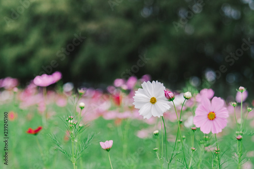 Cosmos flower (Cosmos Bipinnatus) with blurred bokeh background