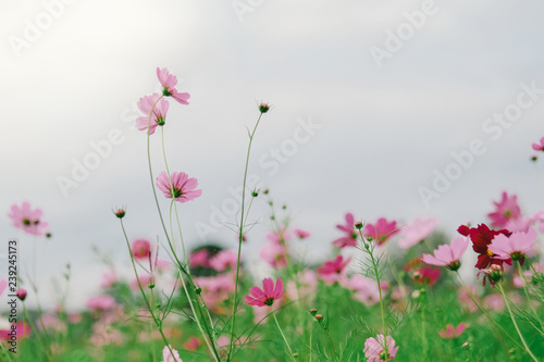 Cosmos flower (Cosmos Bipinnatus) with blurred bokeh background © Pantira