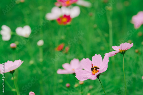 Cosmos flower (Cosmos Bipinnatus) with blurred bokeh background © Pantira
