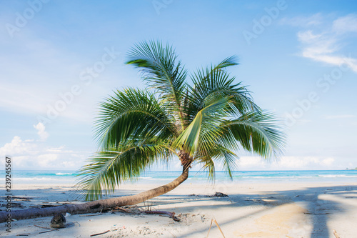 Fototapeta Naklejka Na Ścianę i Meble -  Coconut tree on beach with sky.