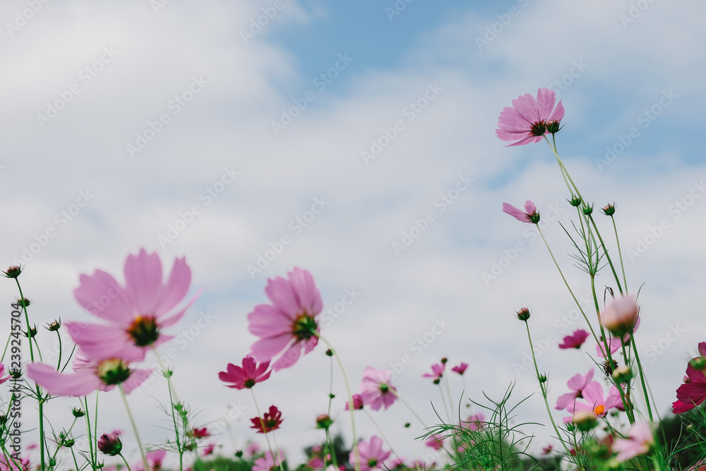Cosmos flower (Cosmos Bipinnatus) with blurred sky background Cosmos flower (Cosmos Bipinnatus) with blurred sky background