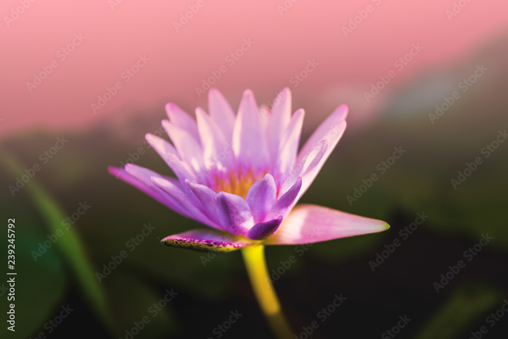 Pink lotus flower blooming on pond with sun light Pink lotus flower blooming on pond with sun light