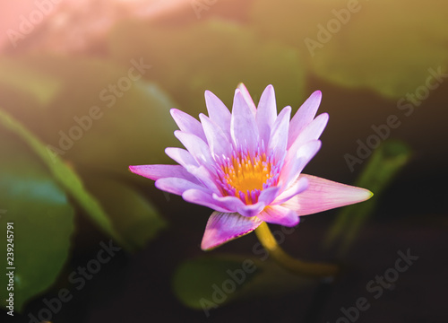 Pink lotus flower blooming on pond with sun light