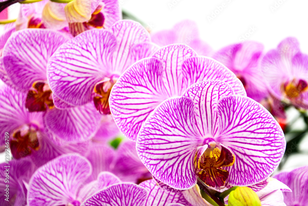 Close up of purple orchids, beautiful Phalaenopsis streaked orchid flowers isolated on white background (selective focus) Close up of purple orchids, beautiful Phalaenopsis streaked orchid flowers isolated on white background (selective focus)