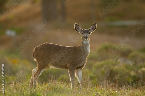 Fototapeta Naklejka Na Ścianę i Meble -  Black tailed deer
