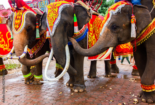 beautiful and large elephants has playing on ground, elephant relationship, colorful painted elephant ,decorated elephants in Thailand.