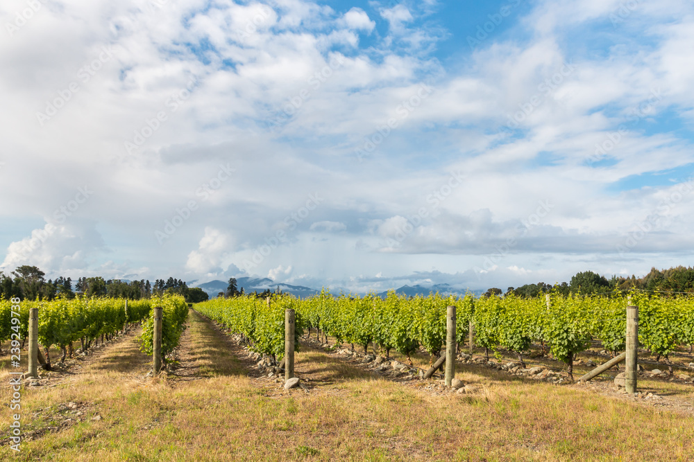 New Zealand vineyards with cloudy sky and copy space