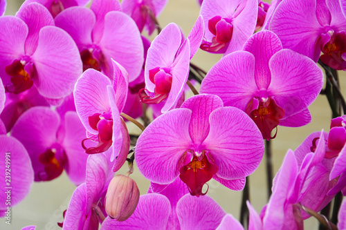 Close up of purple orchids  beautiful  Phalaenopsis streaked orchid flowers selective focus 