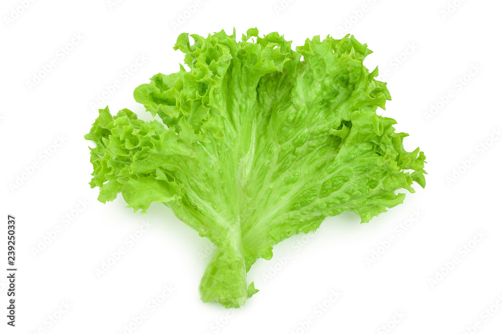 Lettuce leaf isolated on white background close up Lettuce leaf isolated on white background close up