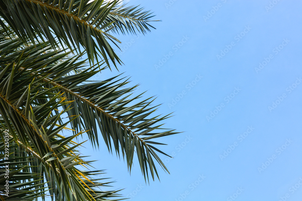 green palm leave on blue sky background, copy space