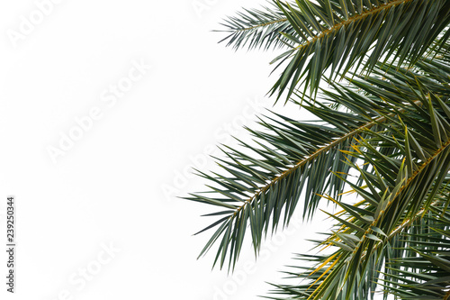 green palm leave isolated on white background, copy space