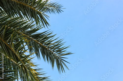 green palm leave on blue sky background  copy space