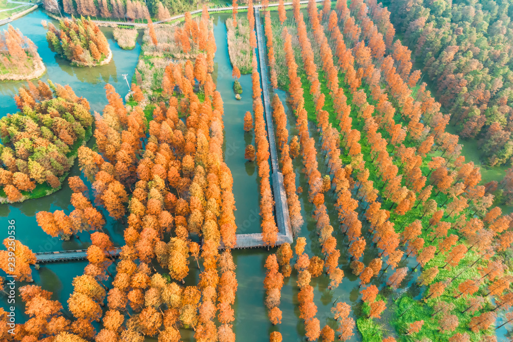 Fototapeta premium Colorful autumn forest in wetland park,aerial view