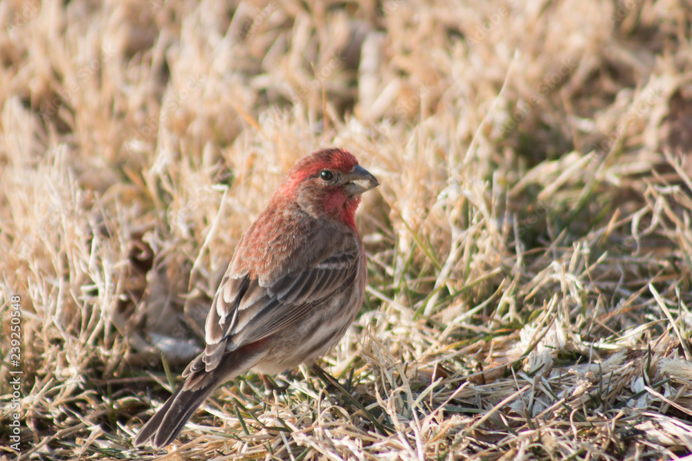 House Finch House Finch