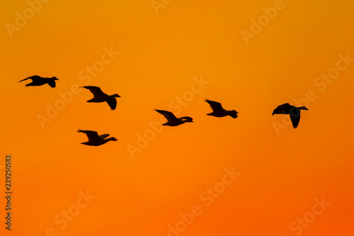 "Orange Sky Flight"