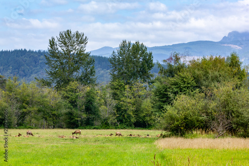 elk herd and meadow under overcast skys