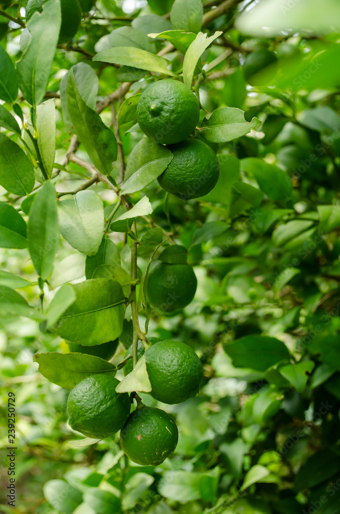 Young Key Lime Bunch Young Key Lime Bunch