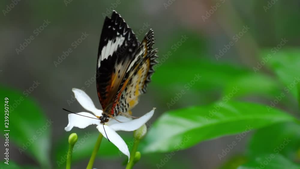 Malay lacewing, Cethosia cyane, Nymphalidae family Malay lacewing, Cethosia cyane, Nymphalidae family