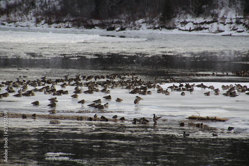 Geese On Ice, Gold Bar Park, Edmonton, Alberta