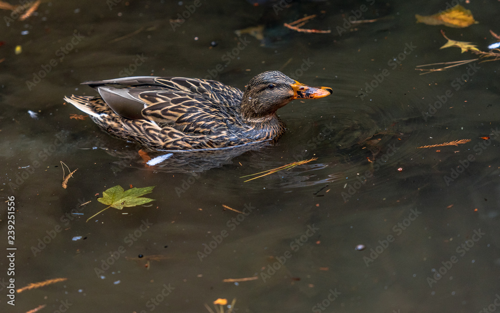 Earth Toned Plumage on a Female Mallard in a Rippling Pond Earth Toned Plumage on a Female Mallard in a Rippling Pond