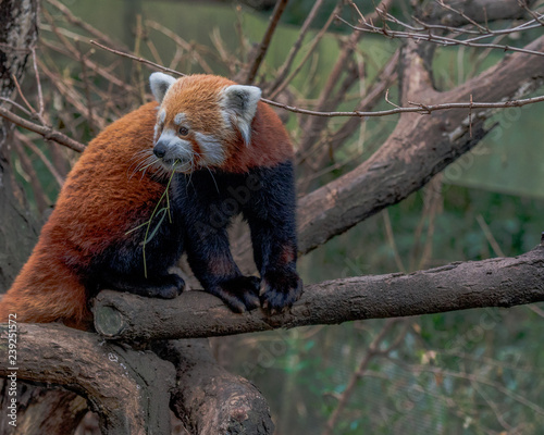 Orange and White Fur on a Red Panda Foraging in a Tree