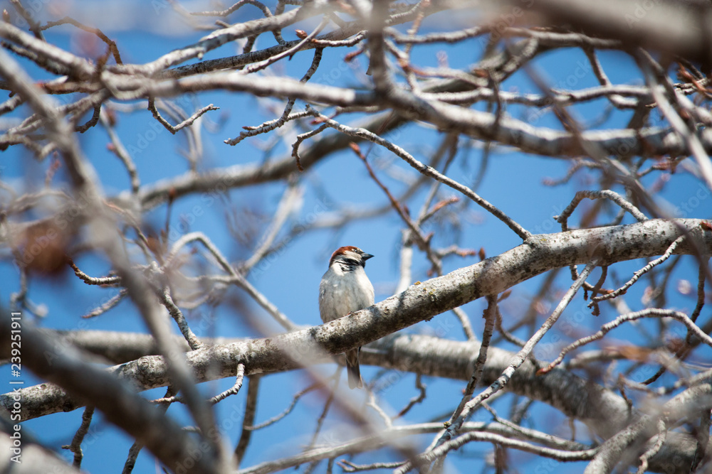 Bird resting Bird resting