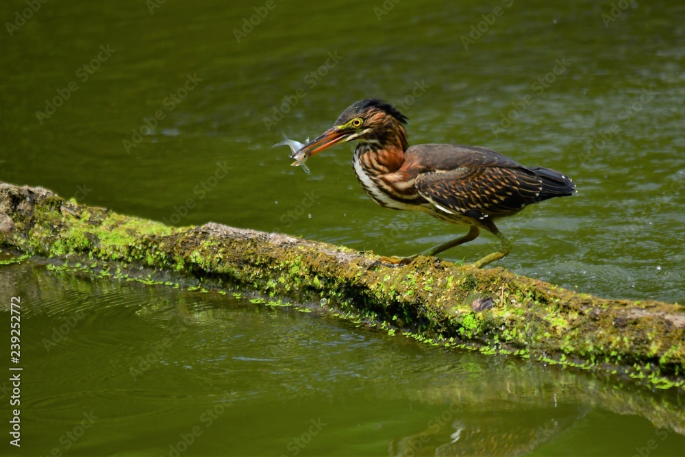 Fototapeta premium Green Heron