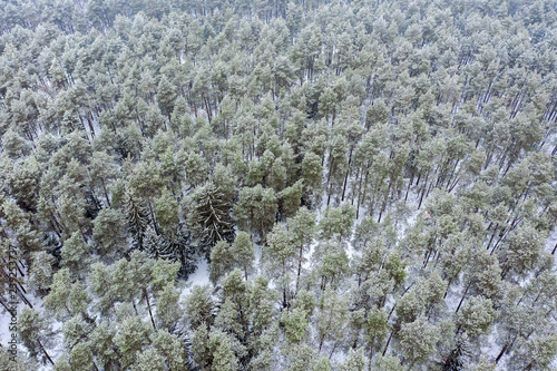 aerial view of winter forest covered with snow on a cold winter day 