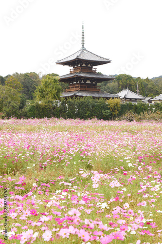 コスモスと法起寺