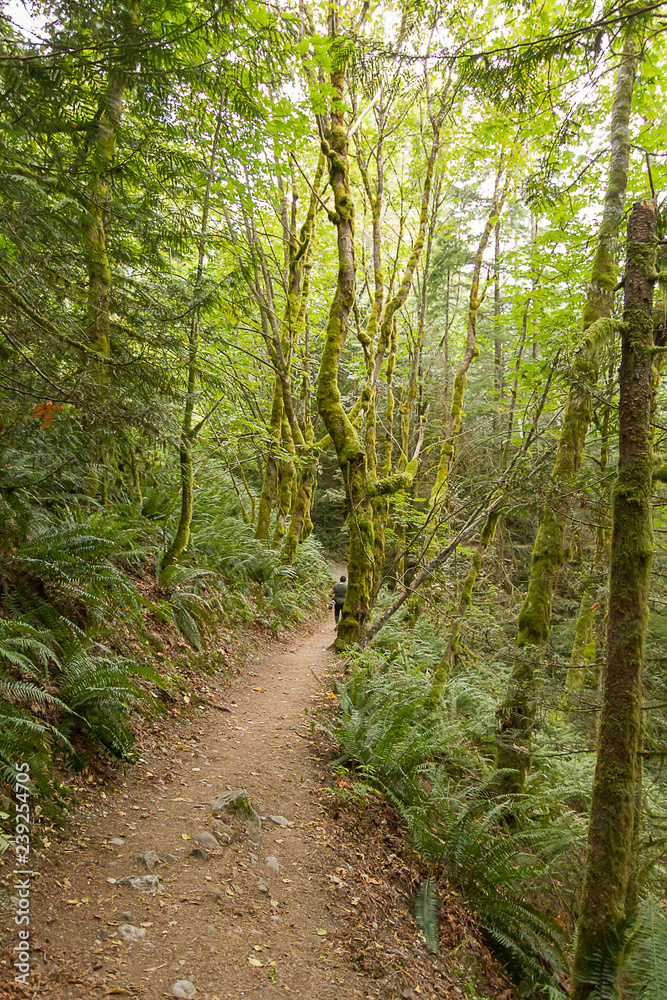 Obraz premium path and trees leading through undergrowth in summer with walker in distance