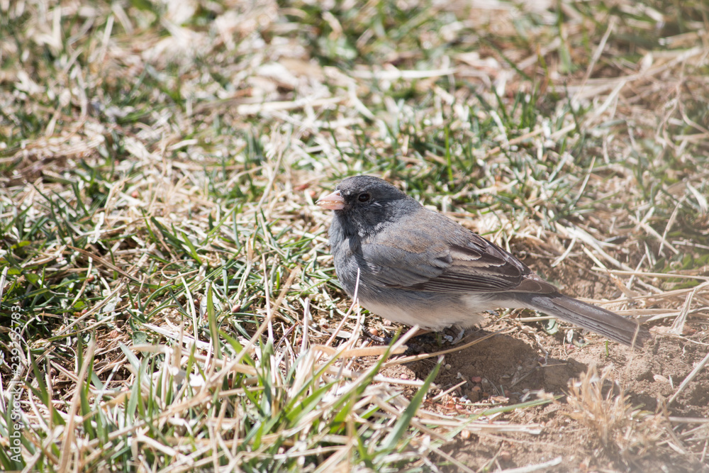 Obraz premium Junco on the ground