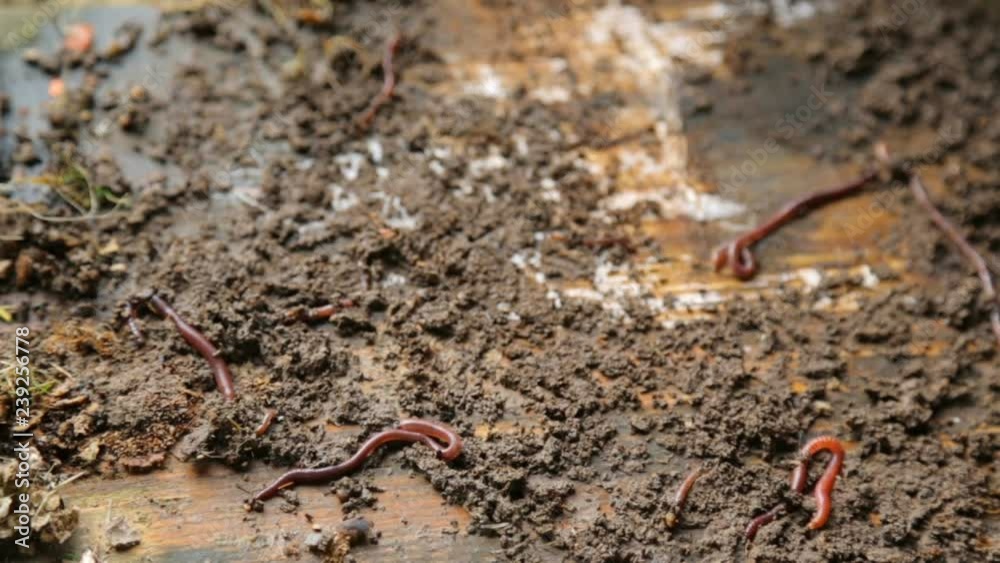 Group of eathworms in closeup Group of eathworms in closeup