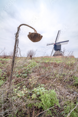 a dilapidated sunflower and a windmill photo