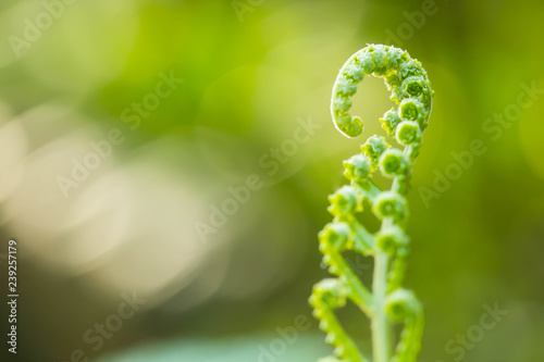 New fern leaf close up on green background.