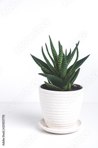 The aloe leaves on a light background