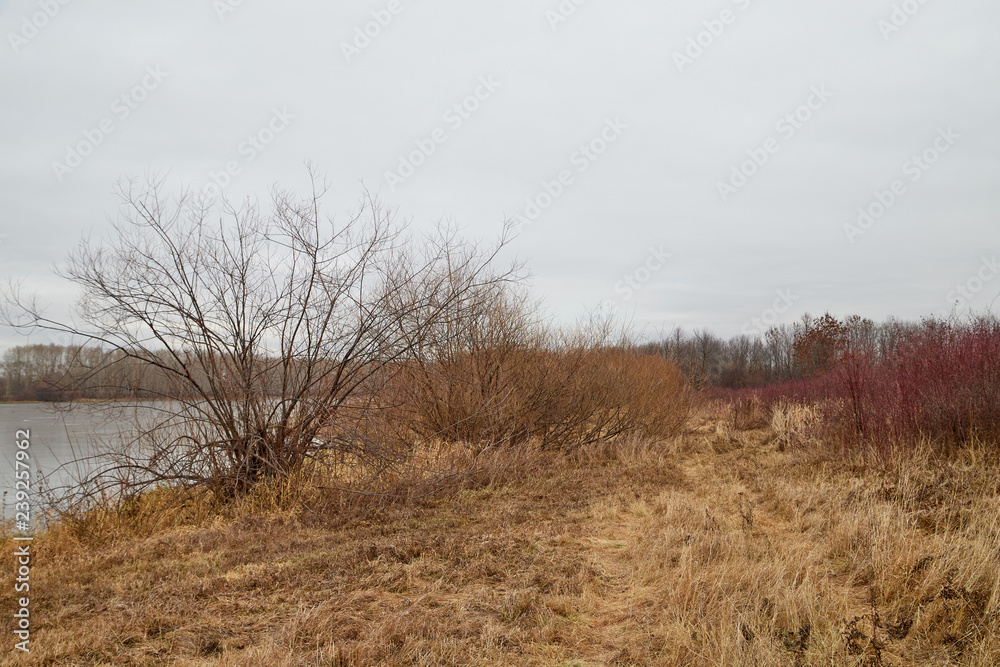 Yellow landscape in autumn cloudy day with trees, yellow grass and lake background Yellow landscape in autumn cloudy day with trees, yellow grass and lake background
