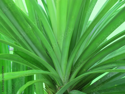 Fresh Pandan or Pandanus Green Leaf, Tropical Plant