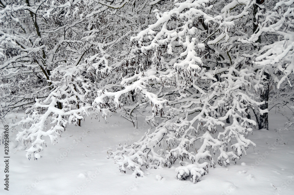 Snowstorm in countryside near Kiev. Snowstorm in countryside near Kiev.
