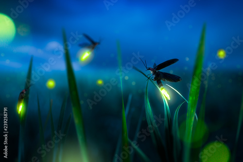 firegly on a grass field at night photo