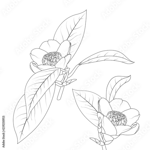 Valokuva Japanese camelia flower with stem and leaves black ink line drawing on white background