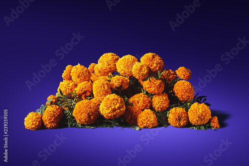 flowers of cempasuchil on a purple background photo