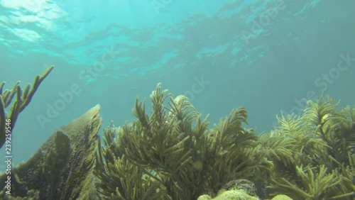 Sea Fans on Coral Reef in Florida Keys