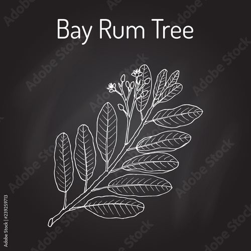 Bay rum Pimenta racemosa , medicinal plant