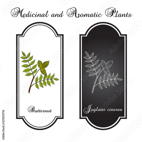 Butternut, Juglans cinerea , or white walnut, medicinal plant
